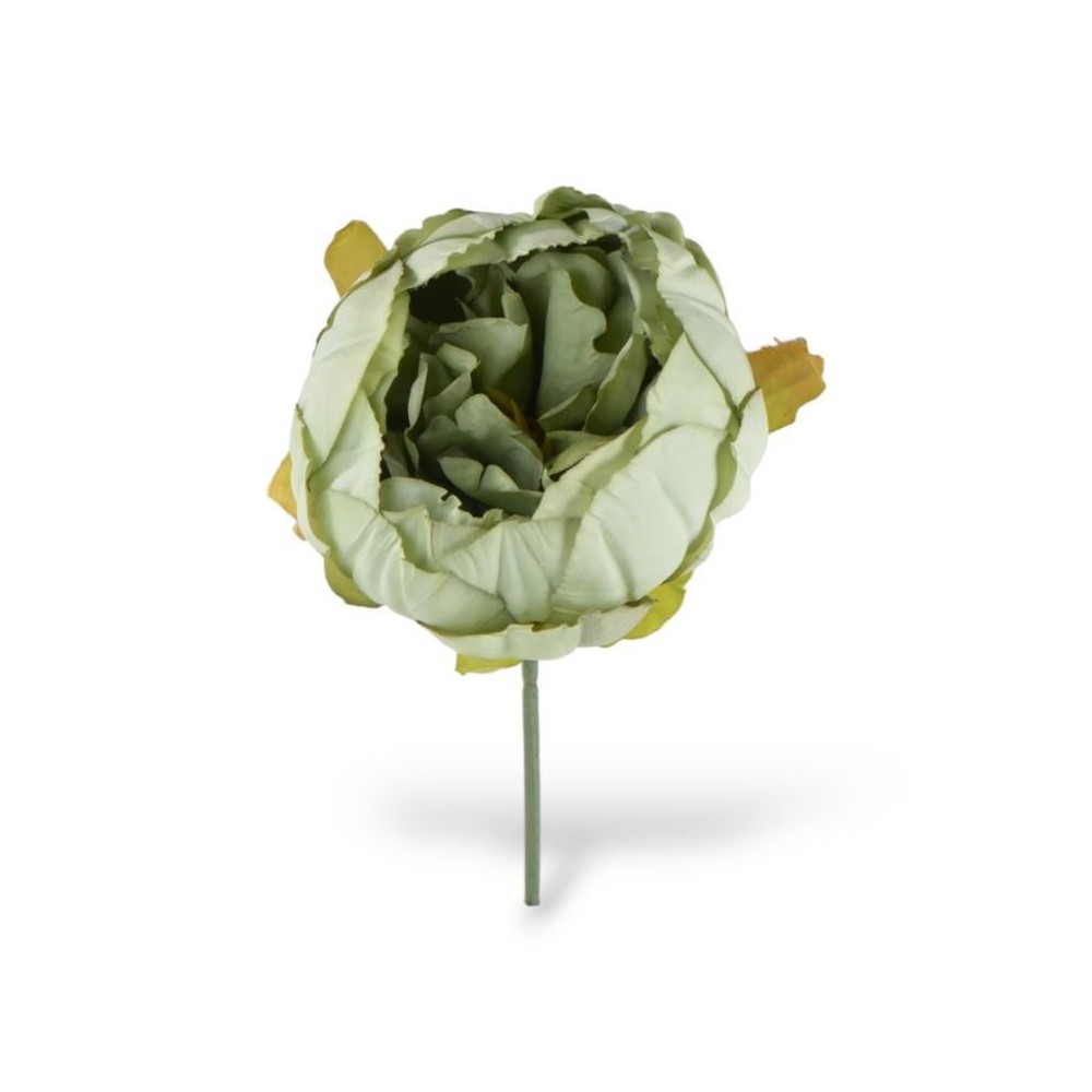 PEONIA VERDE STELO CM10XD11